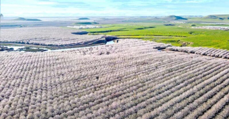 Almond Bloom Adventure: Nature's Art - Audio Driving Tour - An Honest Look at the Almond Bloom Adventure
