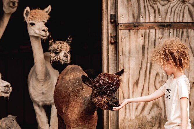 Alpaca and Llama Encounter with Guided Walk - Key Points