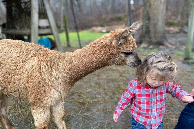 Alpaca and Llama Encounter with Guided Walk - The Value of the Experience