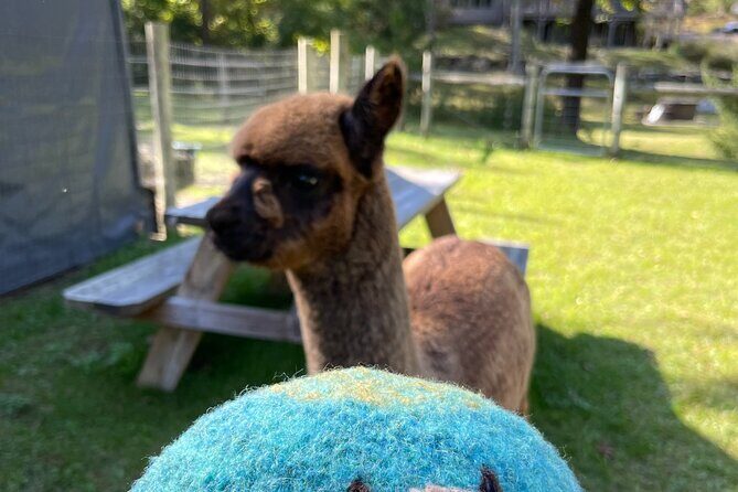 Alpaca and Llama Encounter with Guided Walk - Final Thoughts