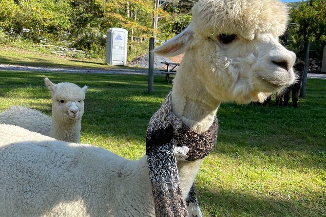 Alpaca and Llama Encounter with Guided Walk - FAQ