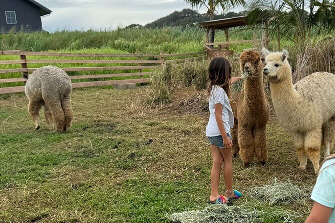 Alpaca Farm Experience on the Road to Hana - Introduction