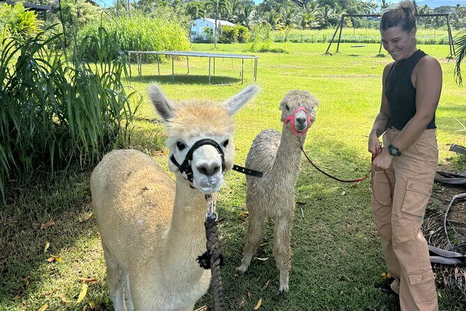 Alpaca Farm Experience on the Road to Hana - Key Points