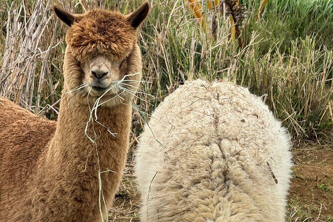 Alpaca Farm Experience on the Road to Hana - The Authenticity and Fun of Alpacas
