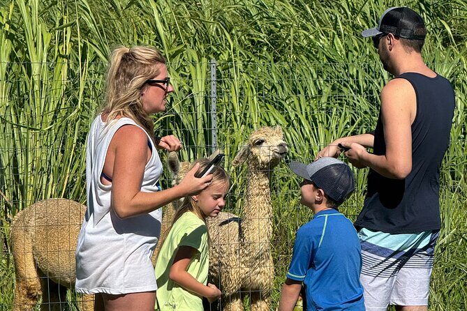 Alpaca Farm Experience on the Road to Hana - Analyzing the Value