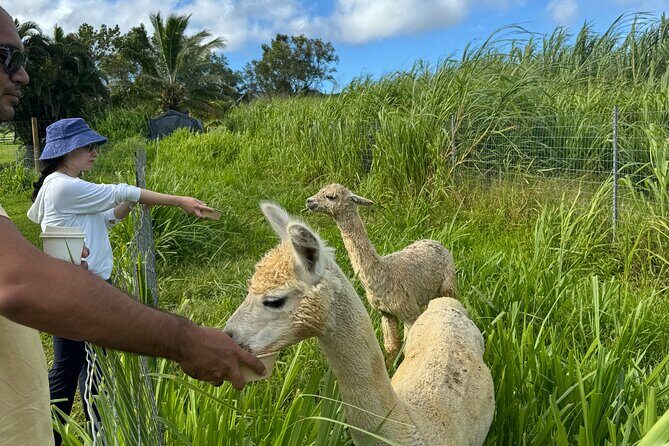 Alpaca Farm Experience on the Road to Hana - The Sum Up