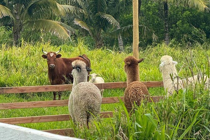 Alpaca Farm Experience on the Road to Hana - FAQs