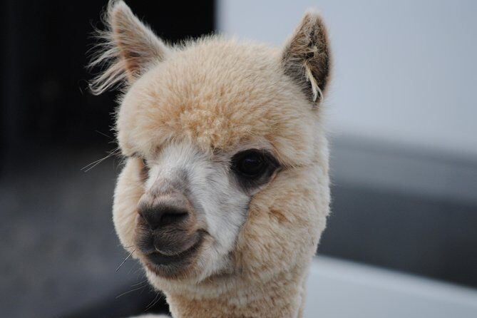 Alpaca Farm Tours with Toffeemont - Key Points