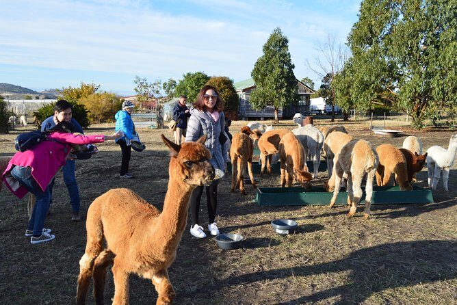 Alpaca Farm Tours with Toffeemont - What to Expect on the Tour