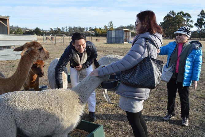 Alpaca Farm Tours with Toffeemont - Why This Tour Is a Great Value