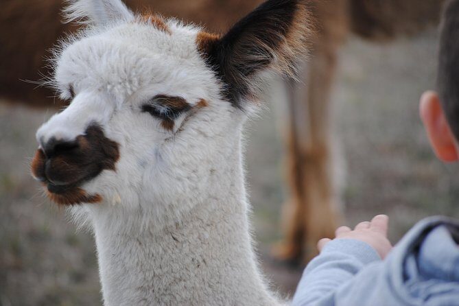 Alpaca Farm Tours with Toffeemont - Authenticity and Unique Experiences