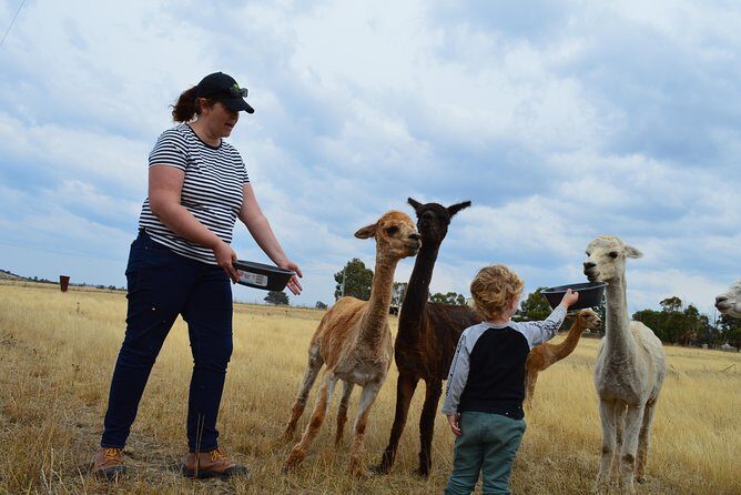 Alpaca Farm Tours with Toffeemont - Final Thoughts: Is it Worth It?