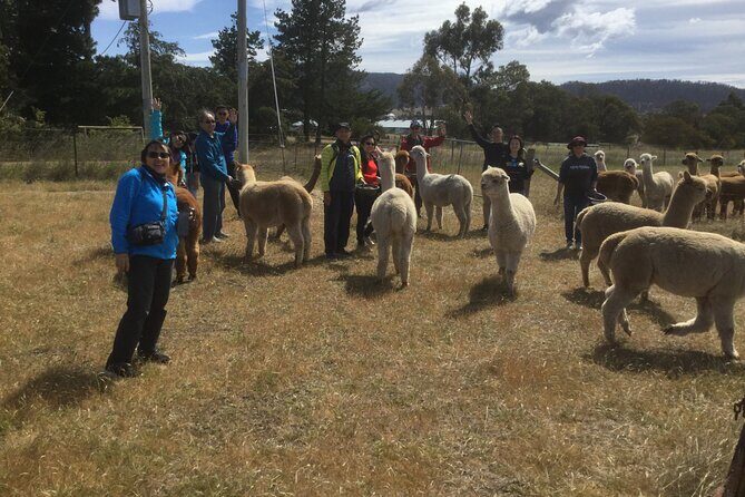 Alpaca Farm Tours with Toffeemont - FAQs