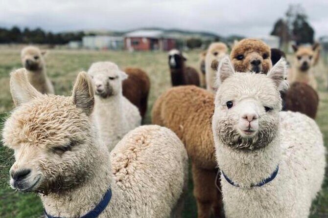 Alpaca Farm Tours with Toffeemont - Final Words
