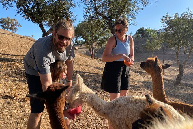 Alpaca Meet and Feed in Grândola - Final Thoughts: Is This Experience Worth It?