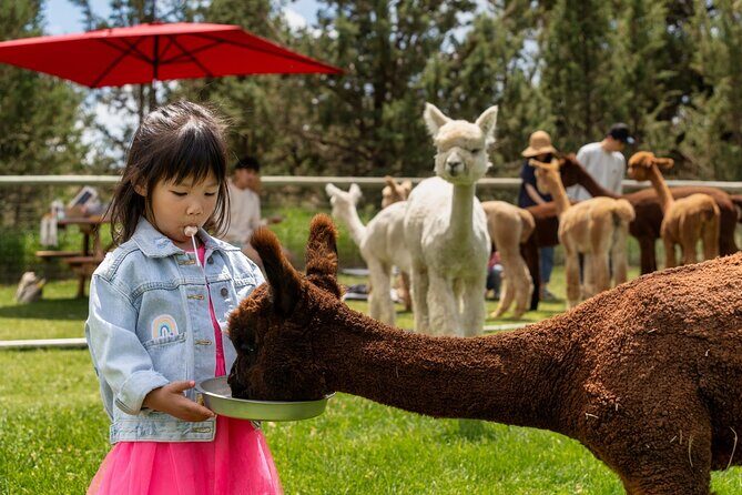 Alpaca Picnic Experience in Oregon - Final Thoughts