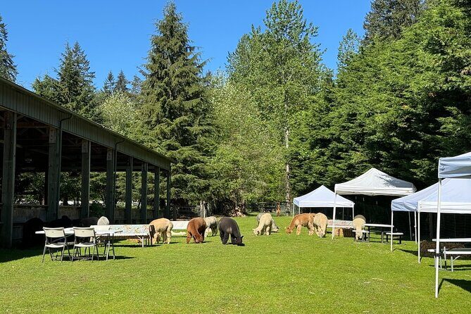 Alpaca Picnic - Immersive Animal Encounter - Seattle Experience - Key Points