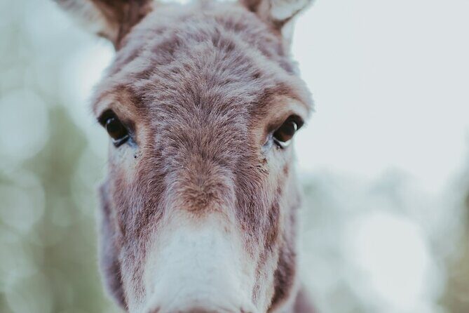Alpaca Picnic - Immersive Animal Encounter - Seattle Experience - The Practicalities: What to Know