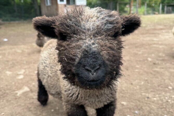 Alpaca Picnic - Immersive Animal Encounter - Seattle Experience - Who Will Enjoy This Experience?