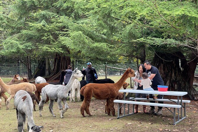 Alpaca Picnic - Immersive Animal Encounter - Seattle Experience - The Sum Up