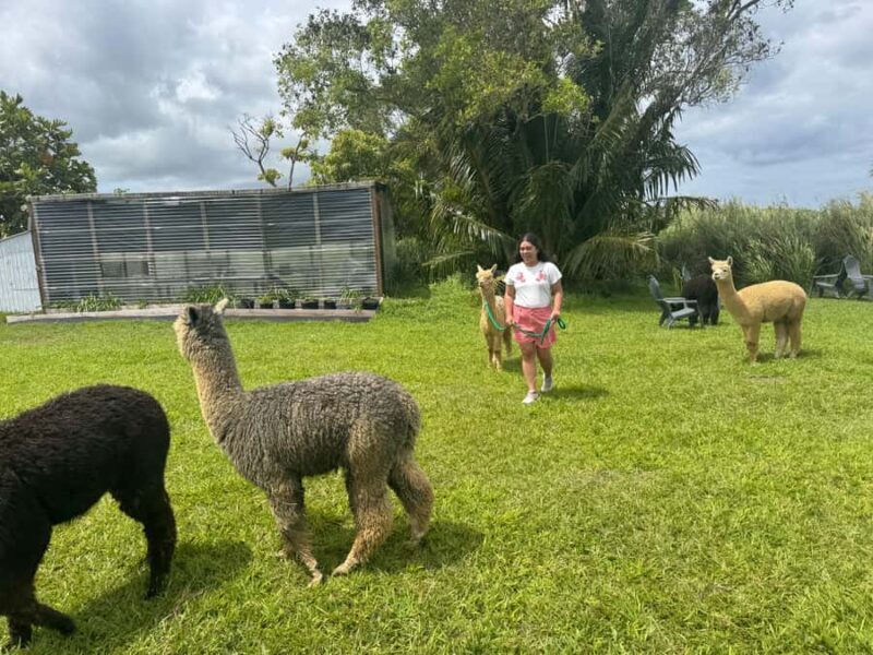 Alpaca Tour on the Road to Hana - Key Points