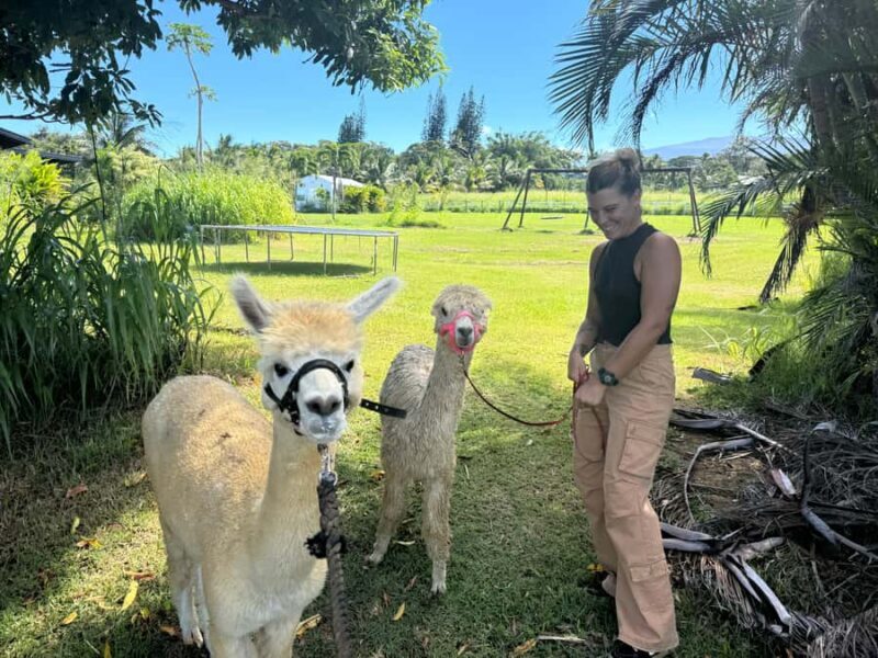 Alpaca Tour on the Road to Hana - The Sum Up