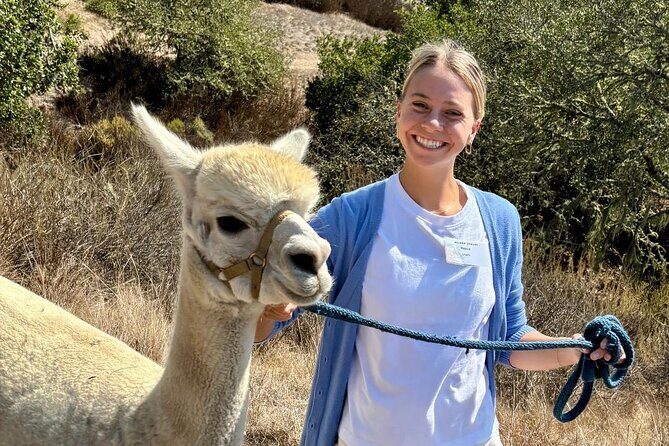 Alpaca Walking Adventure in Scenic Carmel Valley - Who Will Love This Experience