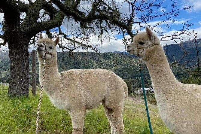 Alpaca Walking Adventure in Scenic Carmel Valley - Price and Value Analysis