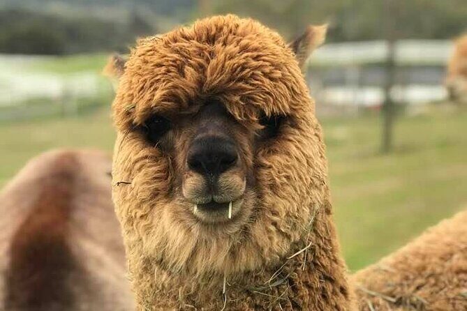 Alpaca Walking Adventure in Scenic Carmel Valley - The Sum Up