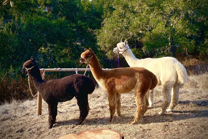 Alpaca Walking Adventure in Scenic Carmel Valley - FAQ