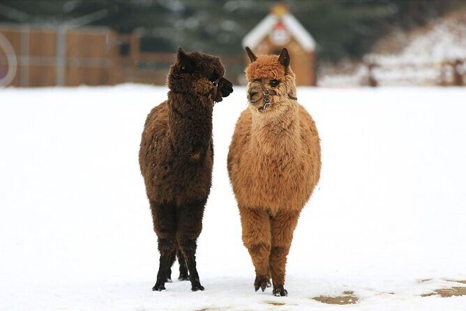 Alpaca World and Nami Island with Gangchon Rail Bike Tour - An In-Depth Look at the Tour Experience
