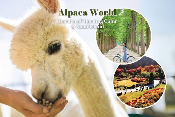 Alpaca World & Nami Island & Garden of Morning Calm One Day Tour - Practical Details: What to Expect and How to Prepare