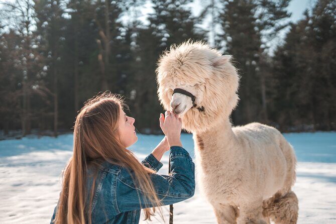 Alpaca World & Nami Island & Garden of Morning Calm One Day Tour - What Real Travelers Say
