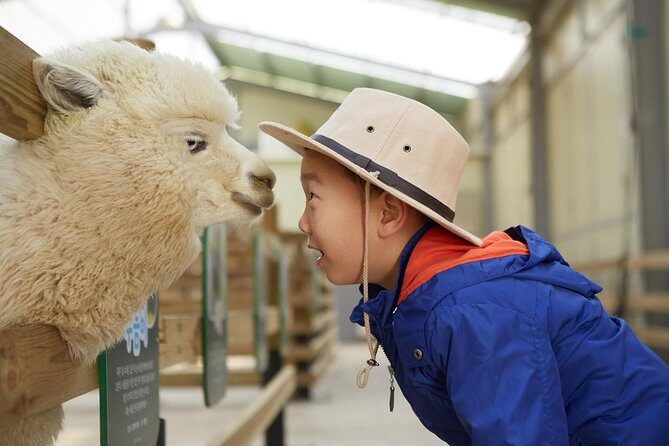 Alpaca World, Railbike and Vivaldi Park Experiences from Seoul - Discovering Korea’s Hidden Charm: Alpaca World, Railbike, and Vivaldi Park from Seoul