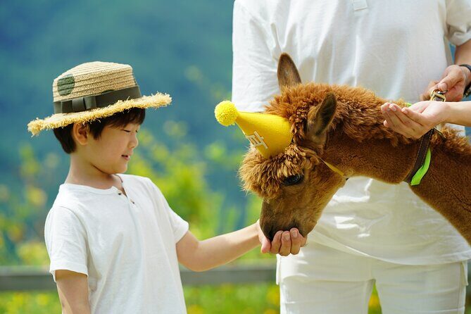 Alpaca World, Railbike and Vivaldi Park Experiences from Seoul - Key Points
