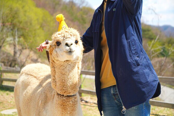 Alpaca World Tour with Nami Island & opt Railbike or Garden/Park - A Deep Dive into the Alpaca World Tour Experience