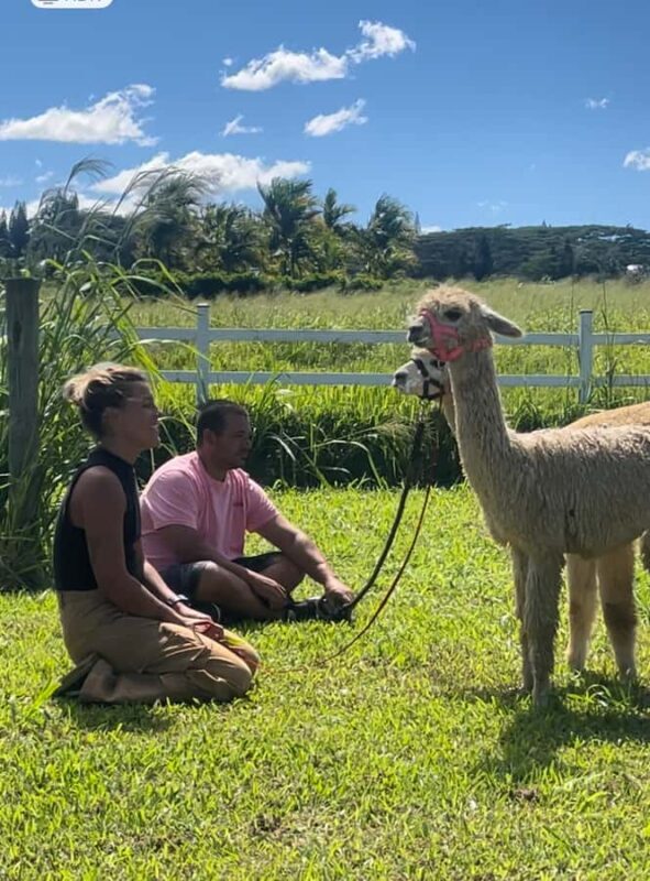 Alpacas Farm Tour on the Road to Hana - An Authentic Encounter with Maui’s Alpacas