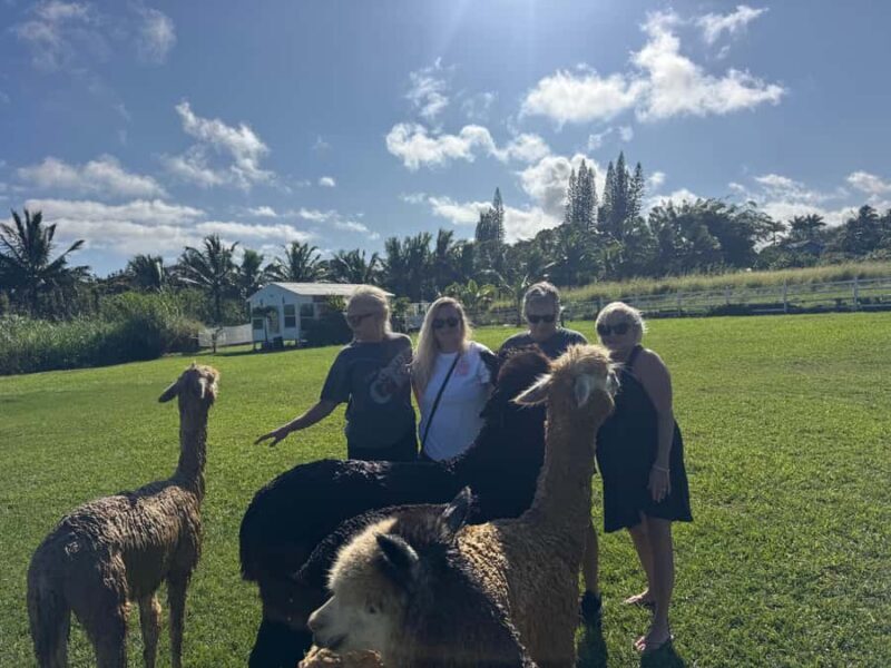 Alpacas Farm Tour on the Road to Hana - Why This Tour Offers Great Value