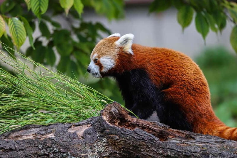 Alphen aan den Rijn: Avifauna Bird Park Entry Ticket - FAQ