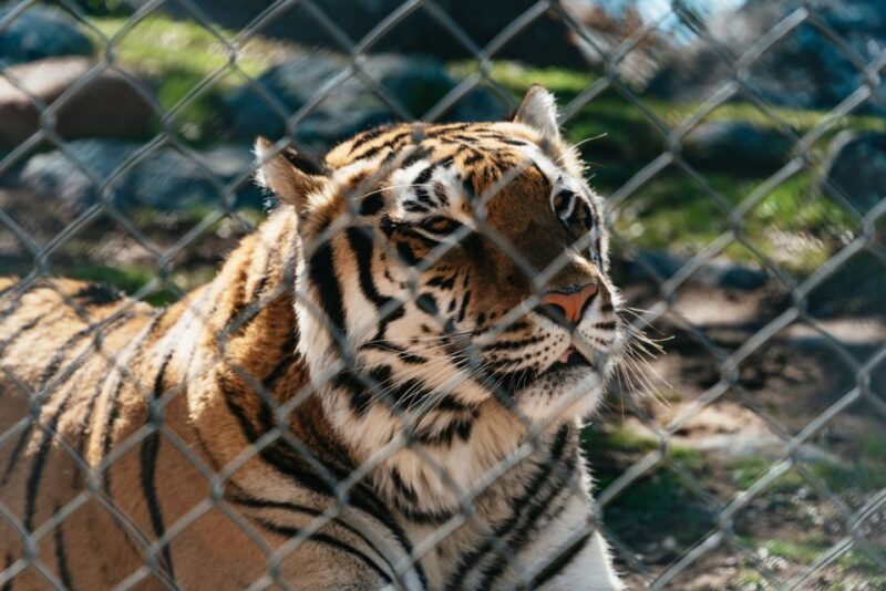 Alpine: Lions Tigers & Bears Animal Sanctuary Guided Visit - Who This Tour Is Best For