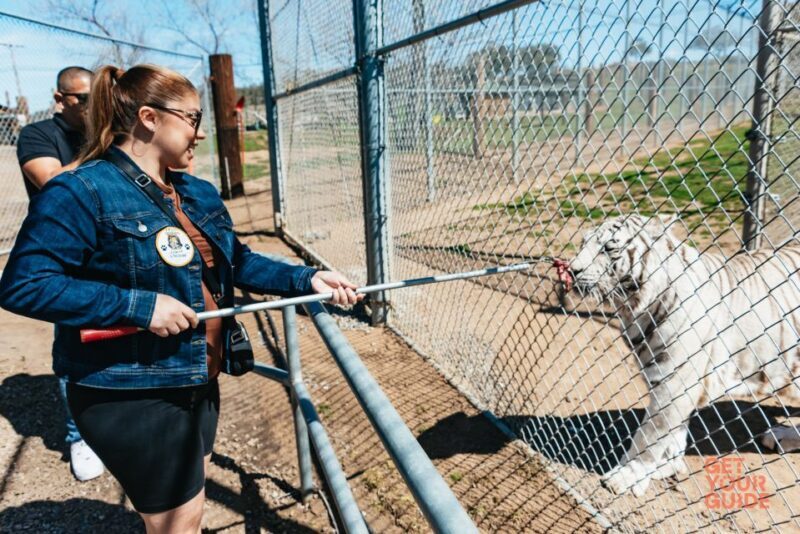 Alpine: Lions Tigers & Bears Sanctuary Visit and Feeding - An In-Depth Look at the Experience