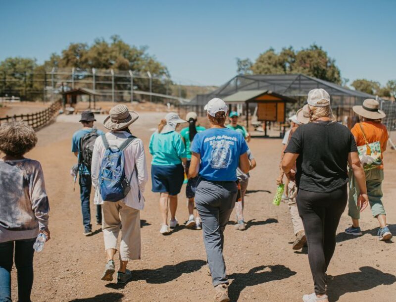 Alpine: Lions Tigers & Bears Sanctuary Visit and Feeding - Who Will Love This Tour?