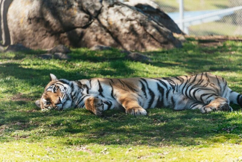 Alpine: Lions Tigers & Bears Sanctuary Visit and Tour - Key Points