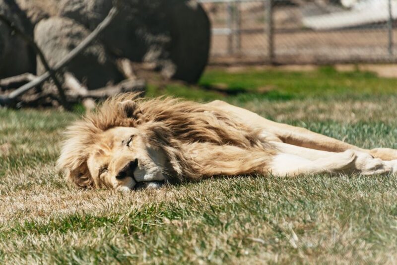 Alpine: Lions Tigers & Bears Sanctuary Visit and Tour - What to Expect from Your Visit