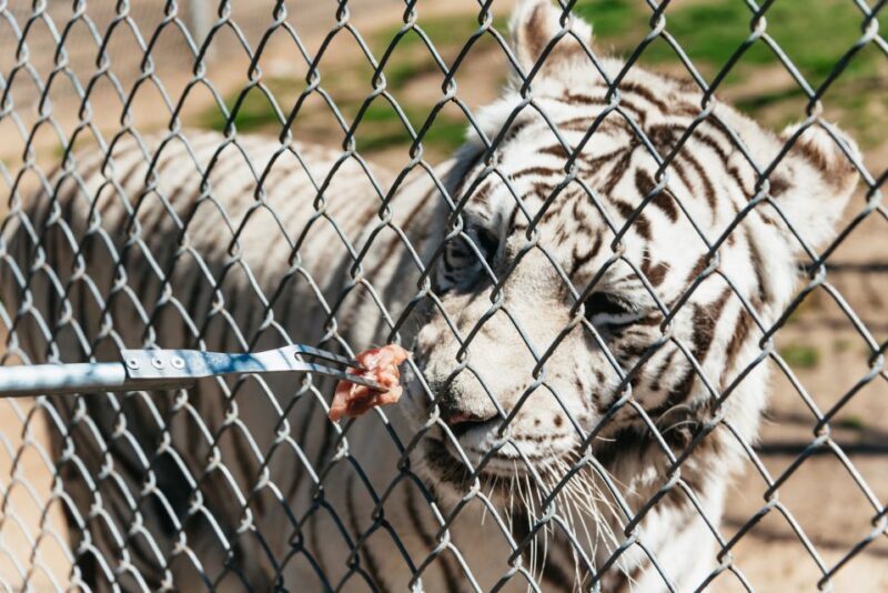 Alpine: Lions Tigers & Bears Sanctuary Visit and Tour - The Experience from a Visitor’s Perspective