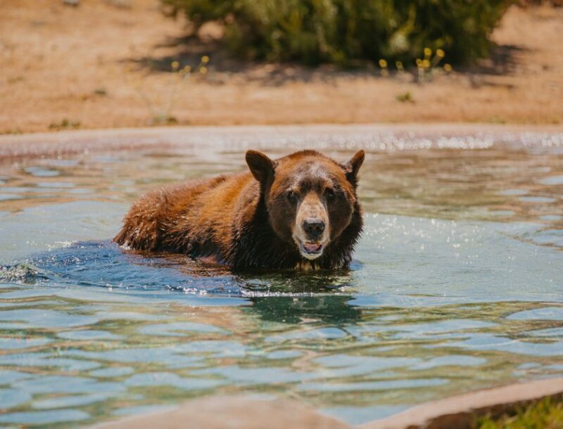 Alpine: Lions Tigers & Bears Sanctuary Visit and Tour - Who This Tour Is Best For