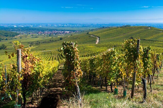 Alsace Full Day Wine Tour from Colmar - The Value of This Tour