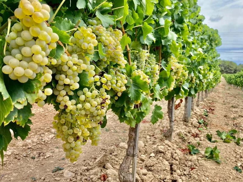 Alsace gourmande: Cellar visit and snack tasting - An In-Depth Look at the Alsace Gourmande Tour