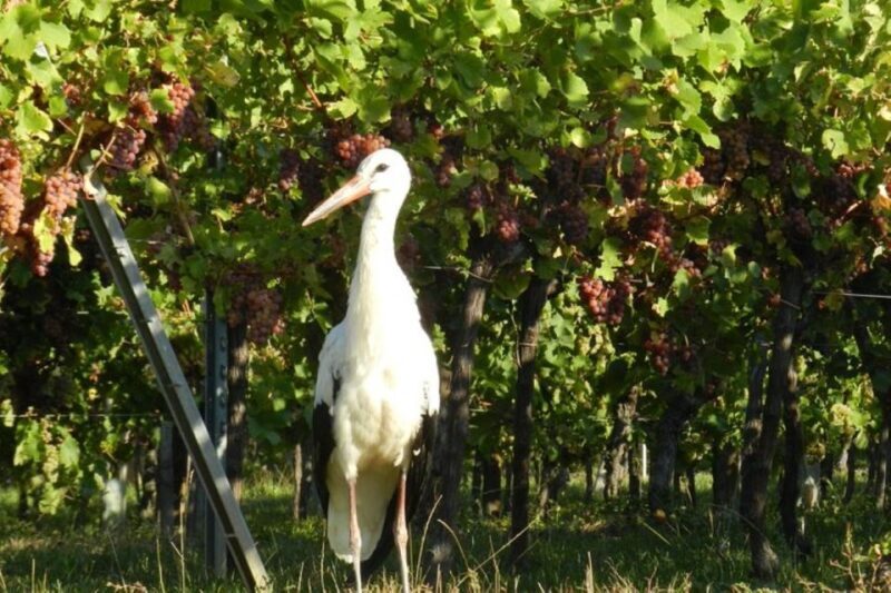 Alsace: Half-Day Wine Tour from Colmar - Reviews and Real Traveler Insights