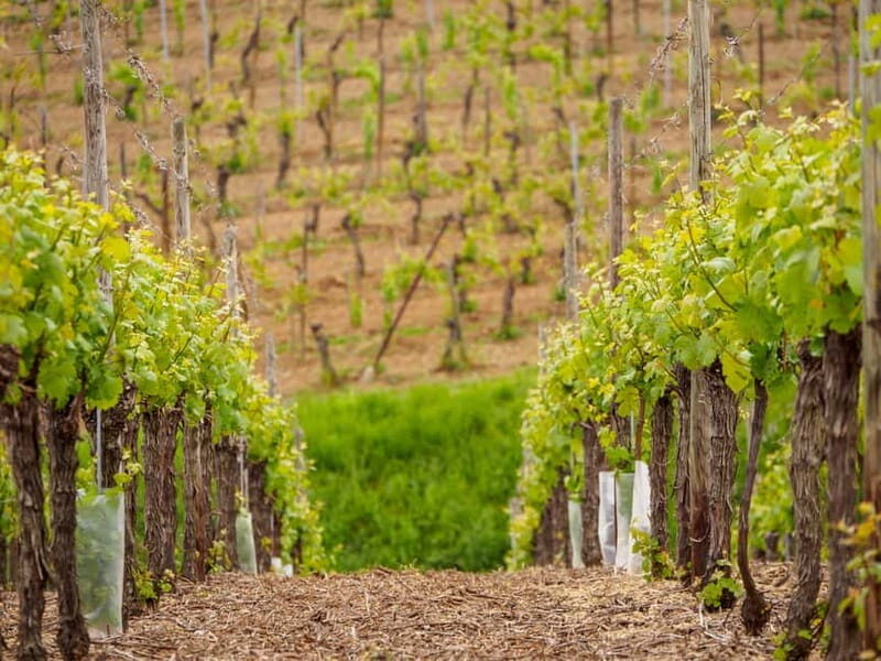 Alsace Half-Day Wine Tour from Strasbourg - An In-Depth Look at the Alsace Half-Day Wine Tour